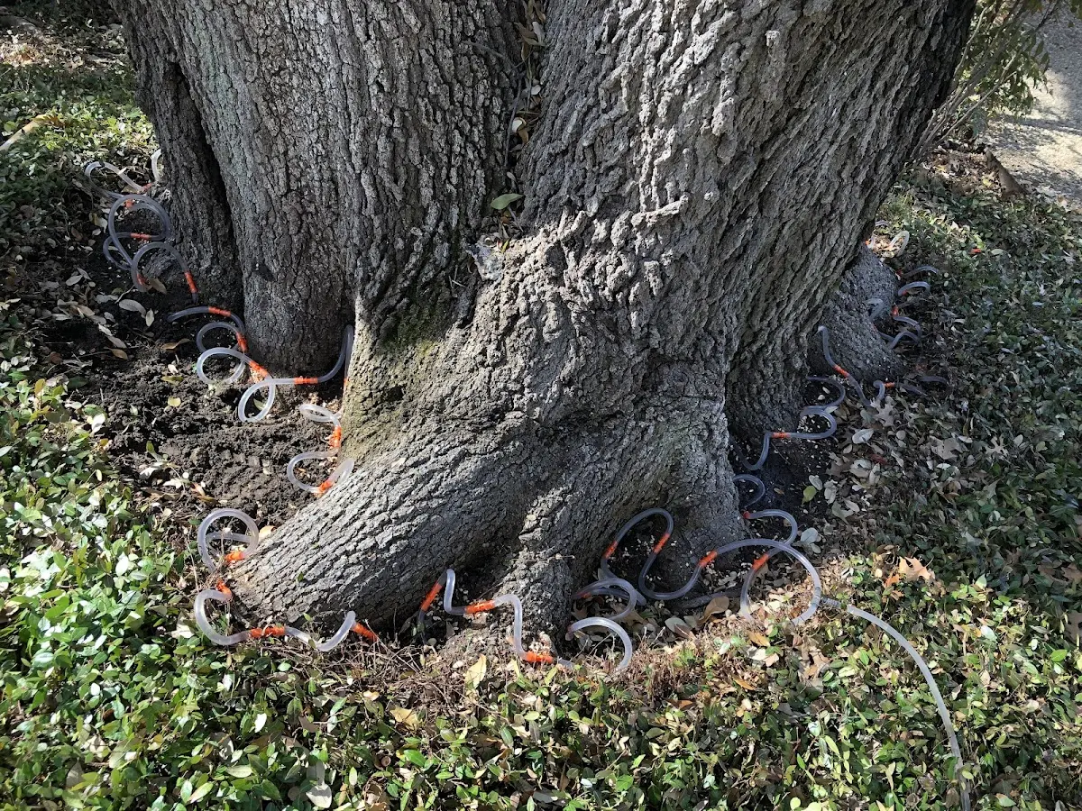 Detailed Tree Cabling and Bracing job site in Orrs Island