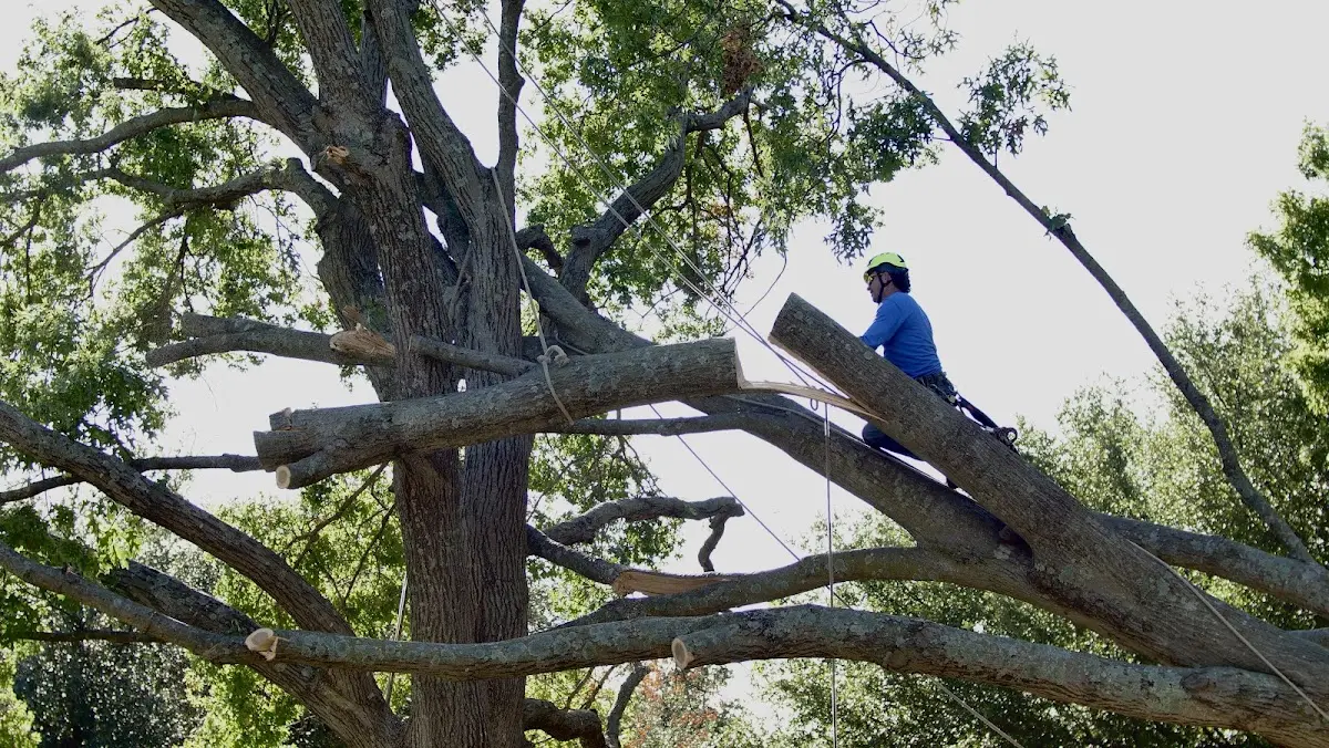 Professional Crown Thinning performed by certified arborists in Orrs Island